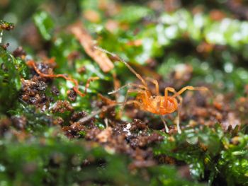 Media type: image; Invertebrate Zoology 152657   Description: live specimen;
